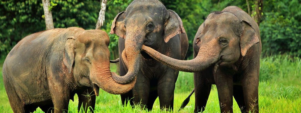 Nachhaltige Elefantenhaltung