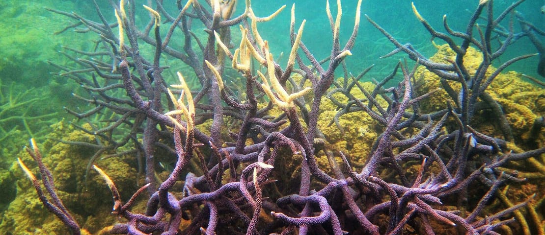 Coral with Bleached Tips, Bawah Island, Indonesia