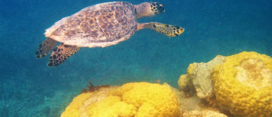 Turtle, Bawah Island, Indonesia