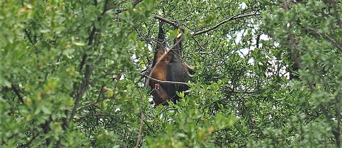Fruit Bat Bawah Island, Indonesia Copyright Kathrin Hübner