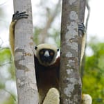 Ein gefähredeter Sifaka-Lemur im Geäst des Madegassischen Dschungels
