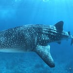 Walhaie nahe Conrad Maldives 1