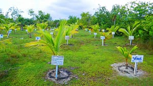 COMO Parrot Cay, Coconut Plantation
