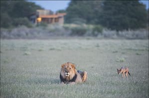 Eine Löwe nahe dem Kalahari Jacks Camp