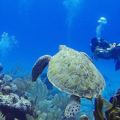 Taucher fotographieren Schildkröte im Riff