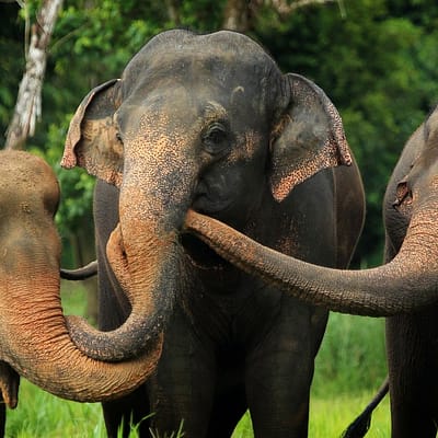 Drei Elefanten fassen sich an den Rüsseln