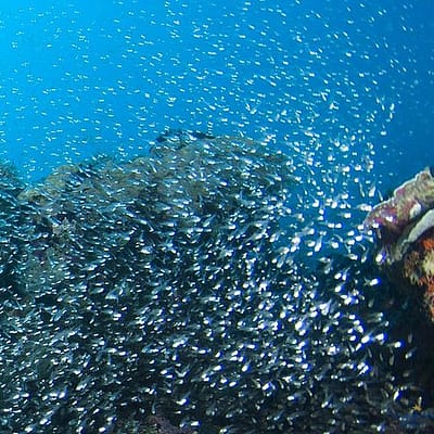Taucher in Fischschwarm, Reethi Rah Malediven