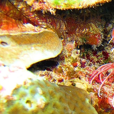 Malediven, Feuerfisch vor Korallen