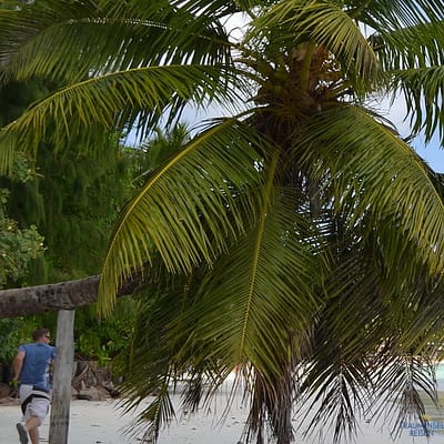 Anse Georgette, Seychellen, mit Badenden Touristen, CC0 Creative Commons