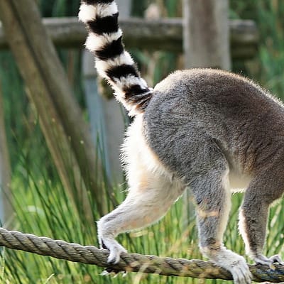 CC0 Creative Commons, Artenschutz, Katta Lemur balanciert auf Seil