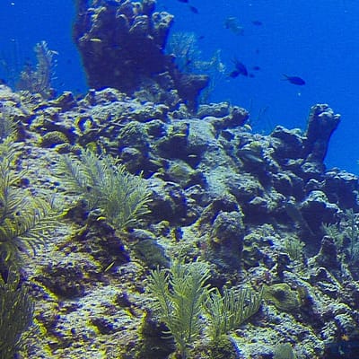 Taucher fotographieren Schildkröte im Riff