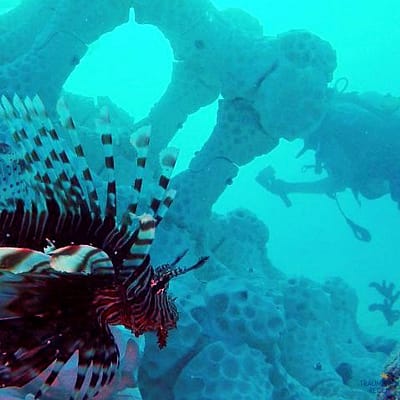 Reef Design 3D gedruckte Korallen Malediven