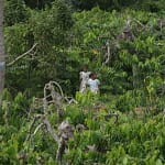 Entwaldung in Madagaskar 1