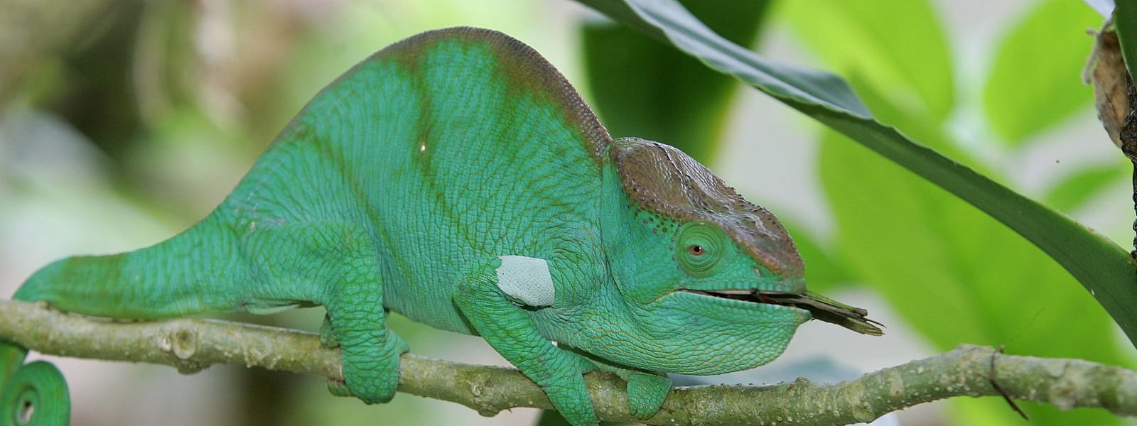 Entwaldung in Madagaskar