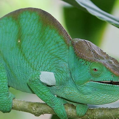 Madagaskar Wald Dschungel Chamäleon