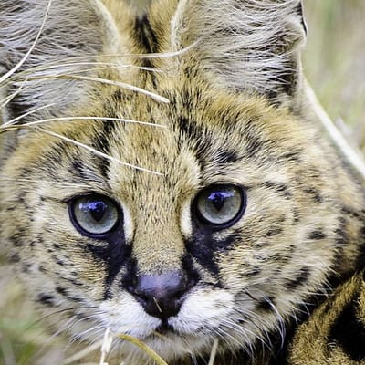 Mombo Botswana Okawango Cheetah Cub Smile