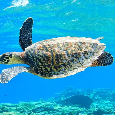 SChildkröte Malediven Nachhaltig